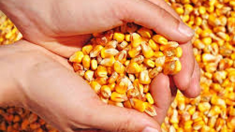 Instalada a CPI para investigar distribuição de milho